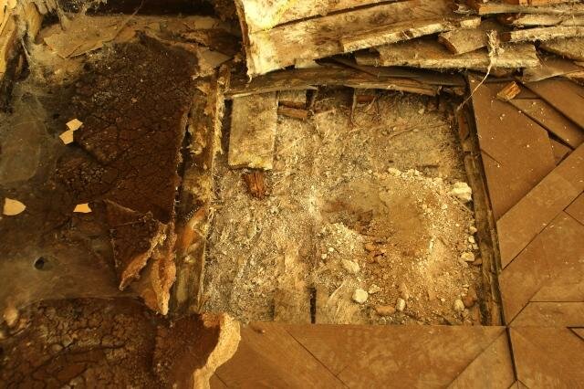 Plodnice a mycelium dřevomorky, sonda do dřevěné podlahy | Michal Peršin - EKOWOOD | Všechna práva vyhrazena
