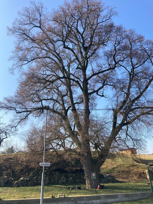 Kšely, památná lípa – zdravotní řez, lokální redukce a instalace vazby korunních větví | © Archiv Pavouci s. r. o.