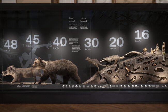 Praha, Národní muzeum – stálá přírodovědná expozice Zázraky evoluce (2020–2021). Společnost dodala osvětlení, řídicí systém, vitríny (včetně klimatizace) a zajistila instalaci i zprovoznění AV techniky. | © Archiv Capacity Expo s. r. o.