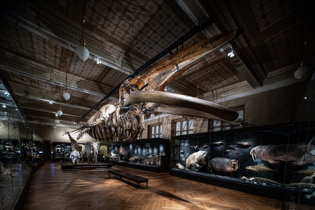 Praha, Národní muzeum – stálá přírodovědná expozice Zázraky evoluce (2020–2021). Společnost dodala osvětlení, řídicí systém, vitríny (včetně klimatizace) a zajistila instalaci i zprovoznění AV techniky. | © Archiv Capacity Expo s. r. o.