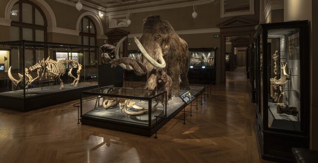Praha, Národní muzeum – stálá přírodovědná expozice Okna do pravěku (2020–2021). Společnost dodala osvětlení, řídicí systém, vitríny (včetně klimatizace) a zajistila instalaci i zprovoznění AV techniky. | © Archiv Capacity Expo s. r. o.