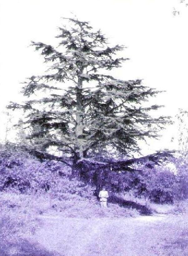 Zámecký park Višňové - cedr v r. 1949