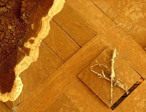 Plodnice a mycelium dřevomorky na dřevěné dubové podlaze | Michal Peršin - EKOWOOD | Všechna práva vyhrazena