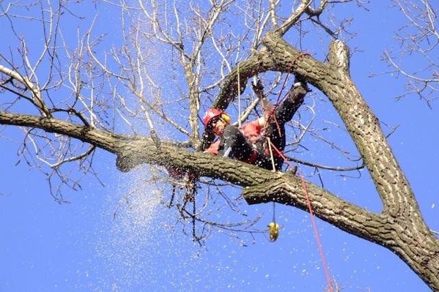 Ukázka kácení topolu v Úvalech u Prahy | FOTO: Robert Kohout – ArboKohout | Všechna práva vyhrazena