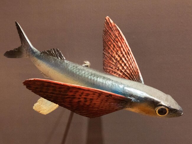 Model létající ryby | © Národní technické muzeum