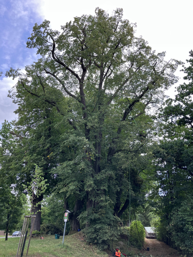Kamenice-Štiřín, Všedobrovická alej – prováděné arboristické práce odlehčovacími řezy korun stromů | © Lukáš Kačer