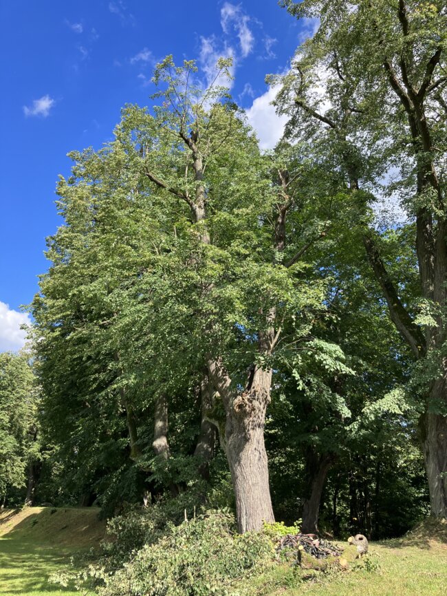 Kamenice-Štiřín, Všedobrovická alej – prováděné arboristické práce odlehčovacími řezy korun stromů | © Lukáš Kačer