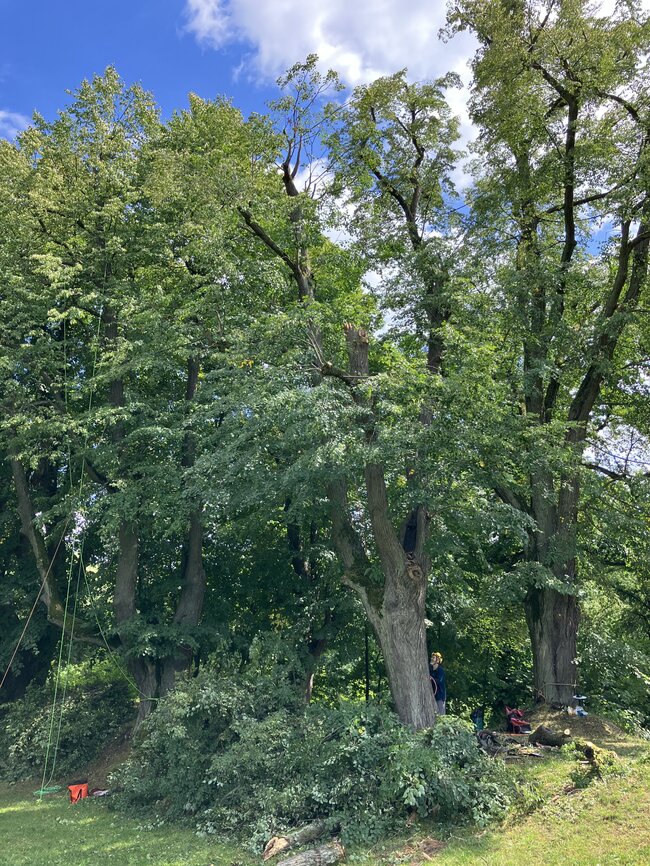 Kamenice-Štiřín, Všedobrovická alej – prováděné arboristické práce odlehčovacími řezy korun stromů | © Lukáš Kačer