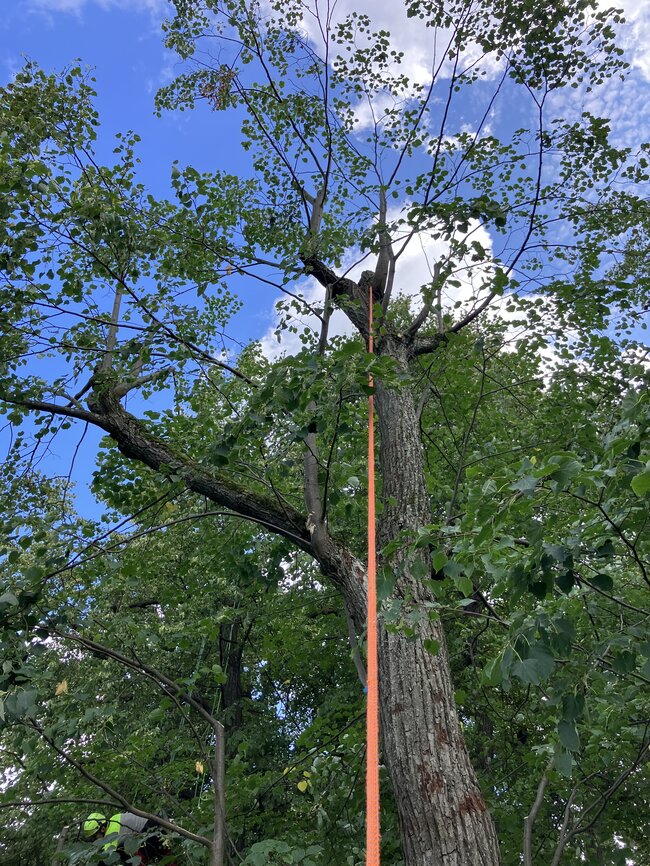 Kamenice-Štiřín, Všedobrovická alej – prováděné arboristické práce odlehčovacími řezy korun stromů | © Lukáš Kačer