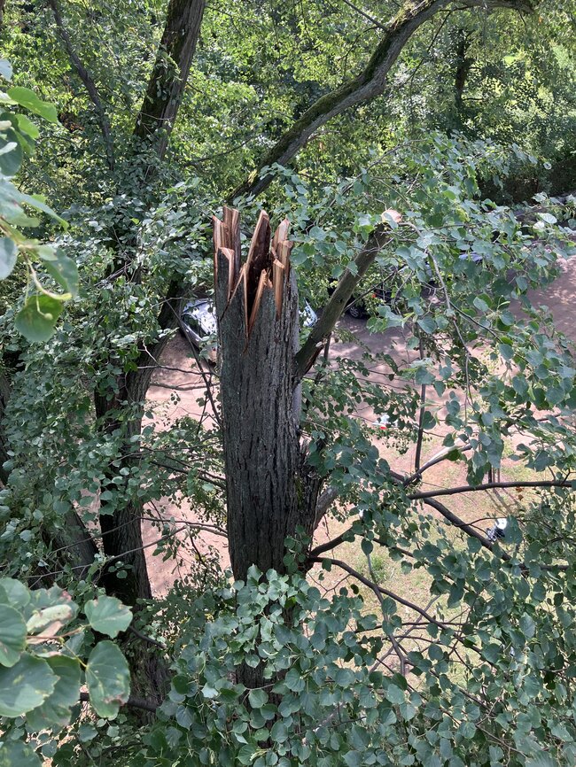 Kamenice-Štiřín, Všedobrovická alej – estetická úprava dutin do podoby zlomených větví | © Lukáš Kačer