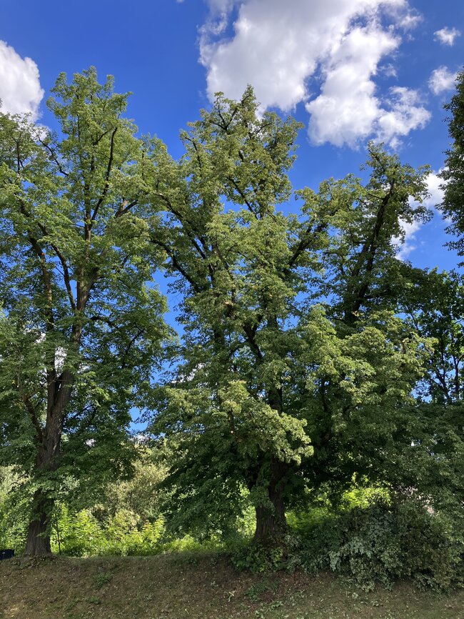Kamenice-Štiřín, Všedobrovická alej – pohled na část aleje v průběhu arboristického zásahu | © Lukáš Kačer
