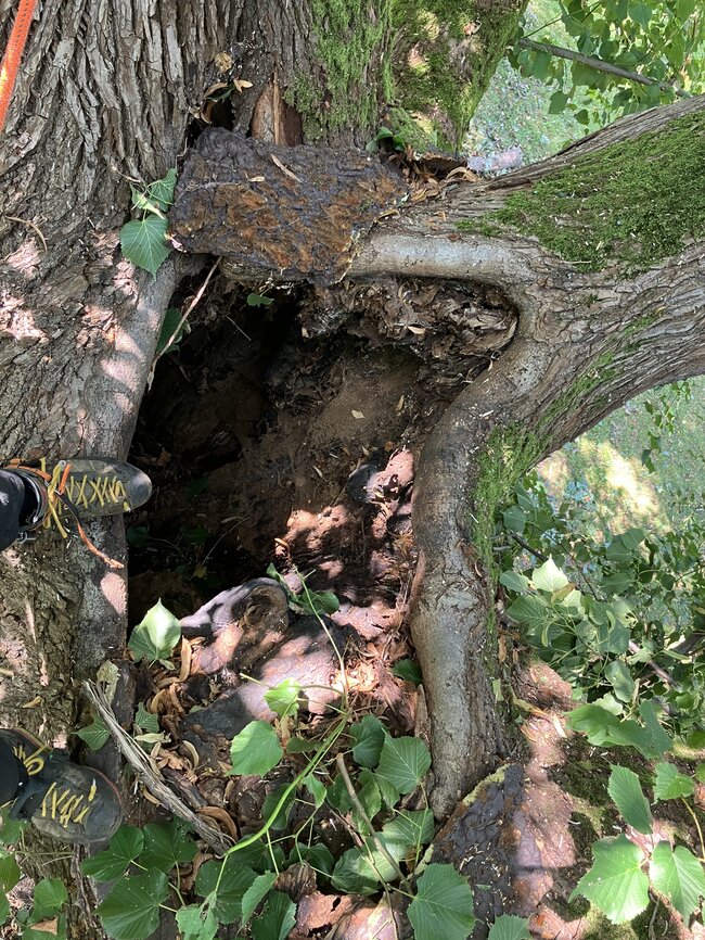 Kamenice-Štiřín, Všedobrovická alej – pohled na dutinu stromu | © Lukáš Kačer