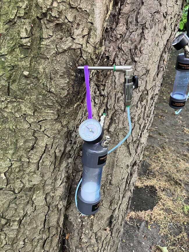 Kamenice-Štiřín, Všedobrovická alej – ukázka podpůrné ochrany mikroinjektáží a makroinjektáží | © Lukáš Kačer