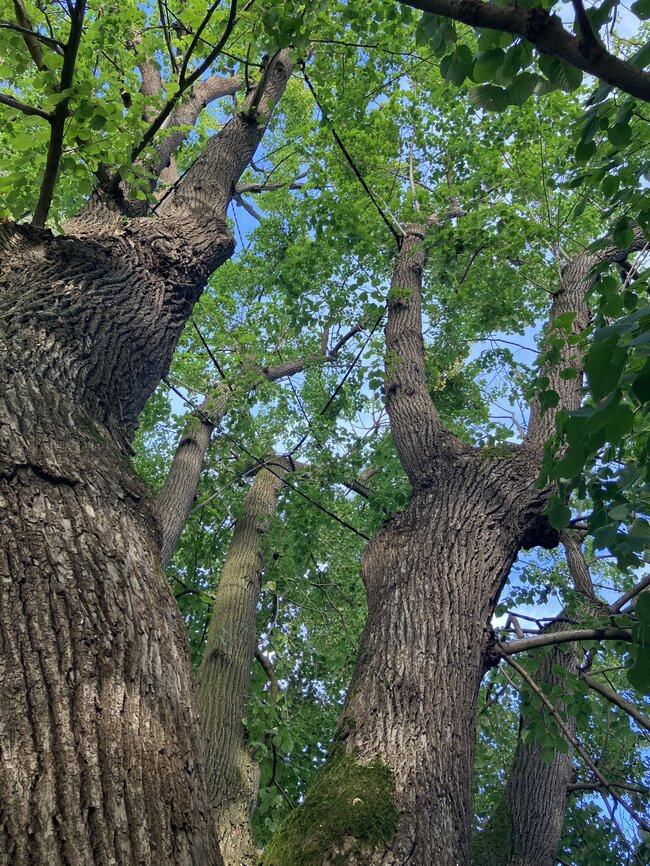 Kamenice-Štiřín, Všedobrovická alej – podhled na dynamické vazby GEFA v koruně stromu | © Lukáš Kačer