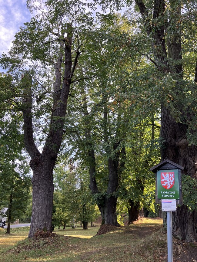 Kamenice-Štiřín, Všedobrovická alej – celkový pohled na alej po arboristickém zásahu | © Lukáš Kačer