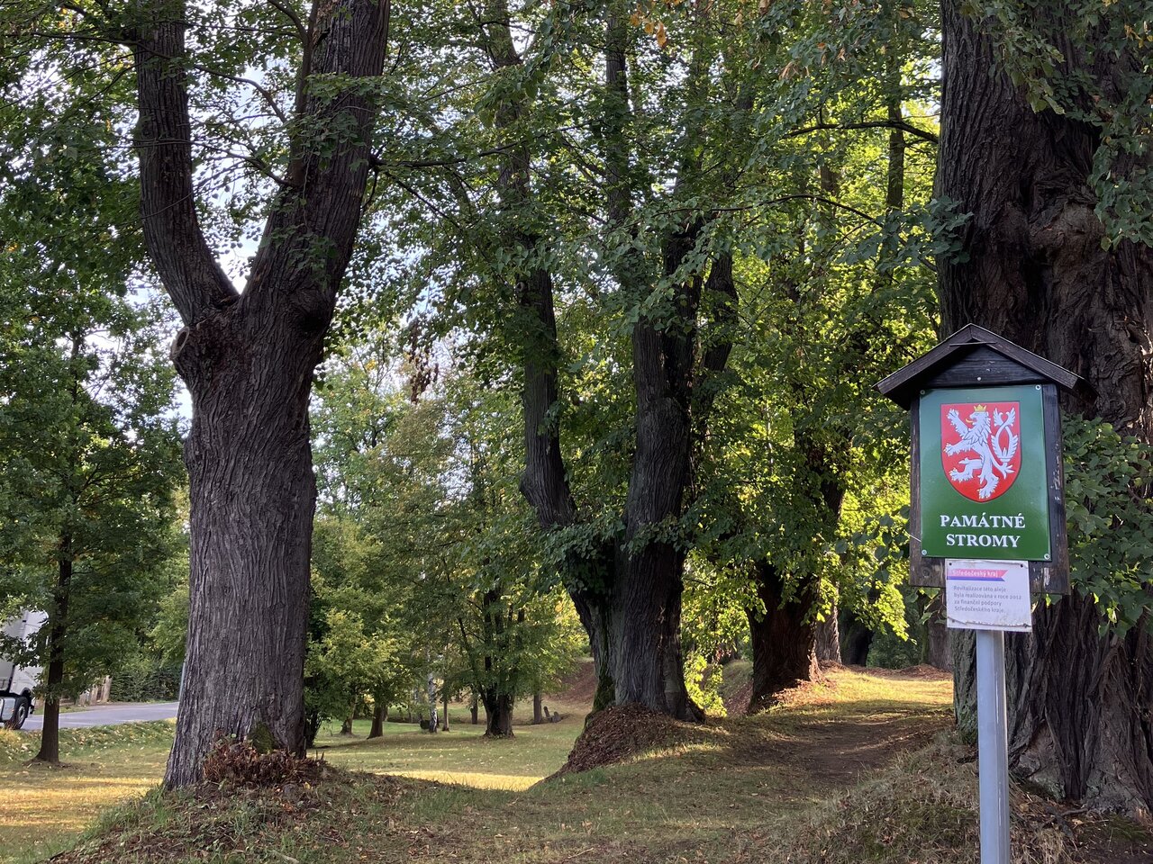 Kamenice-Štiřín, Všedobrovická alej – celkový pohled na alej po arboristickém zásahu | © Lukáš Kačer