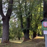 Kamenice-Štiřín, Všedobrovická alej – celkový pohled na alej po arboristickém zásahu | © Lukáš Kačer