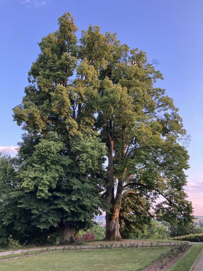 Ukázka jiné arboristické práce: lípy v zámeckém parku Státního zámku Kozel před zásahem | © Lukáš Kačer