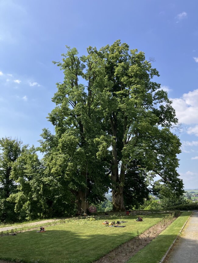 Ukázka jiné arboristické práce: lípy v zámeckém parku Státního zámku Kozel v průběhu zásahu | © Lukáš Kačer