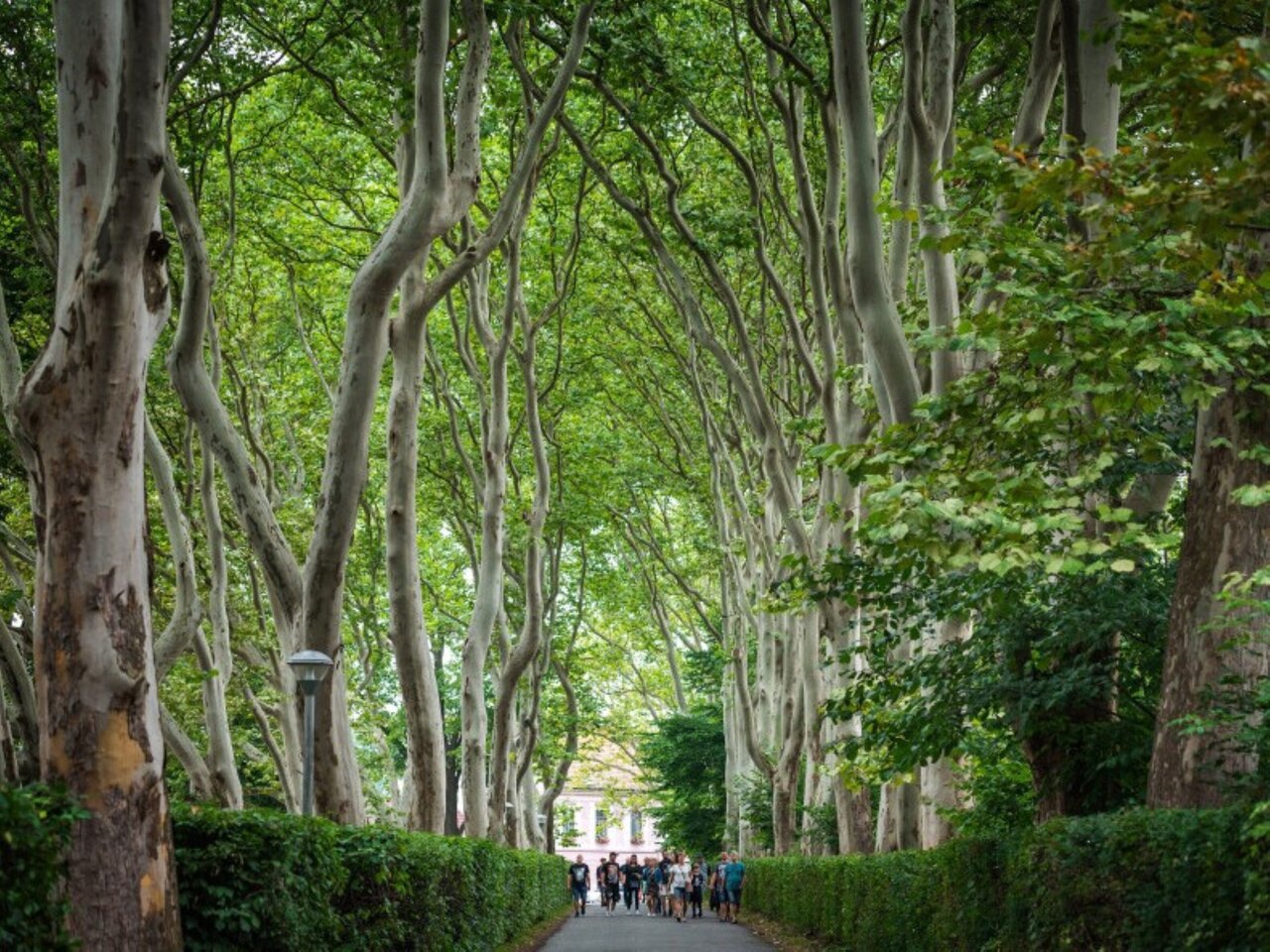 Vítěznou alejí roku 2024 se stala platanová alej v Protivíně, kterou najdeme u tamního pivovaru Platan. | © Vojtěch Pavelčík