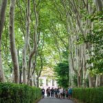 Vítěznou alejí roku 2024 se stala platanová alej v Protivíně, kterou najdeme u tamního pivovaru Platan. | © Vojtěch Pavelčík