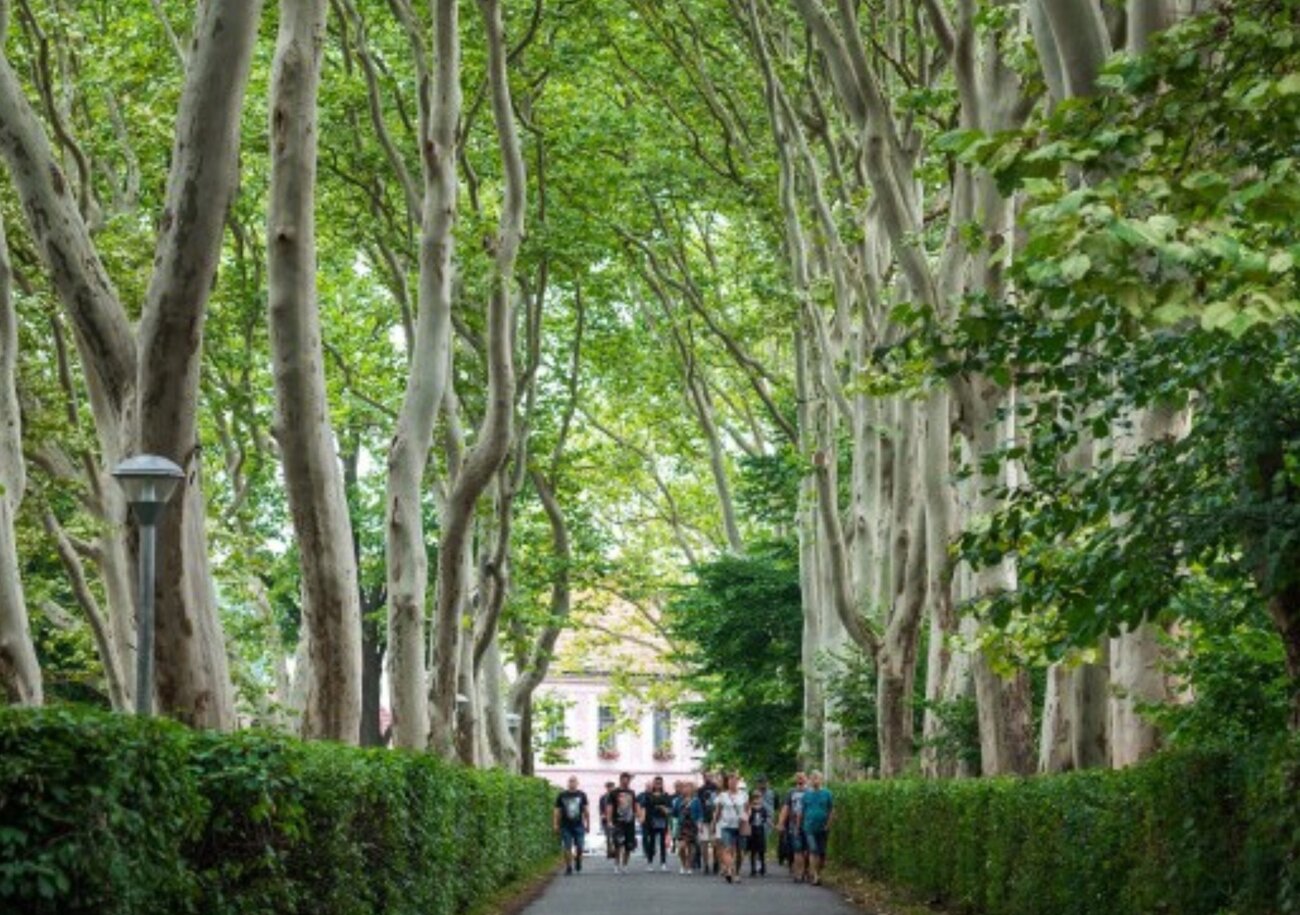 Vítěznou alejí roku 2024 se stala platanová alej v Protivíně, kterou najdeme u tamního pivovaru Platan. | © Vojtěch Pavelčík