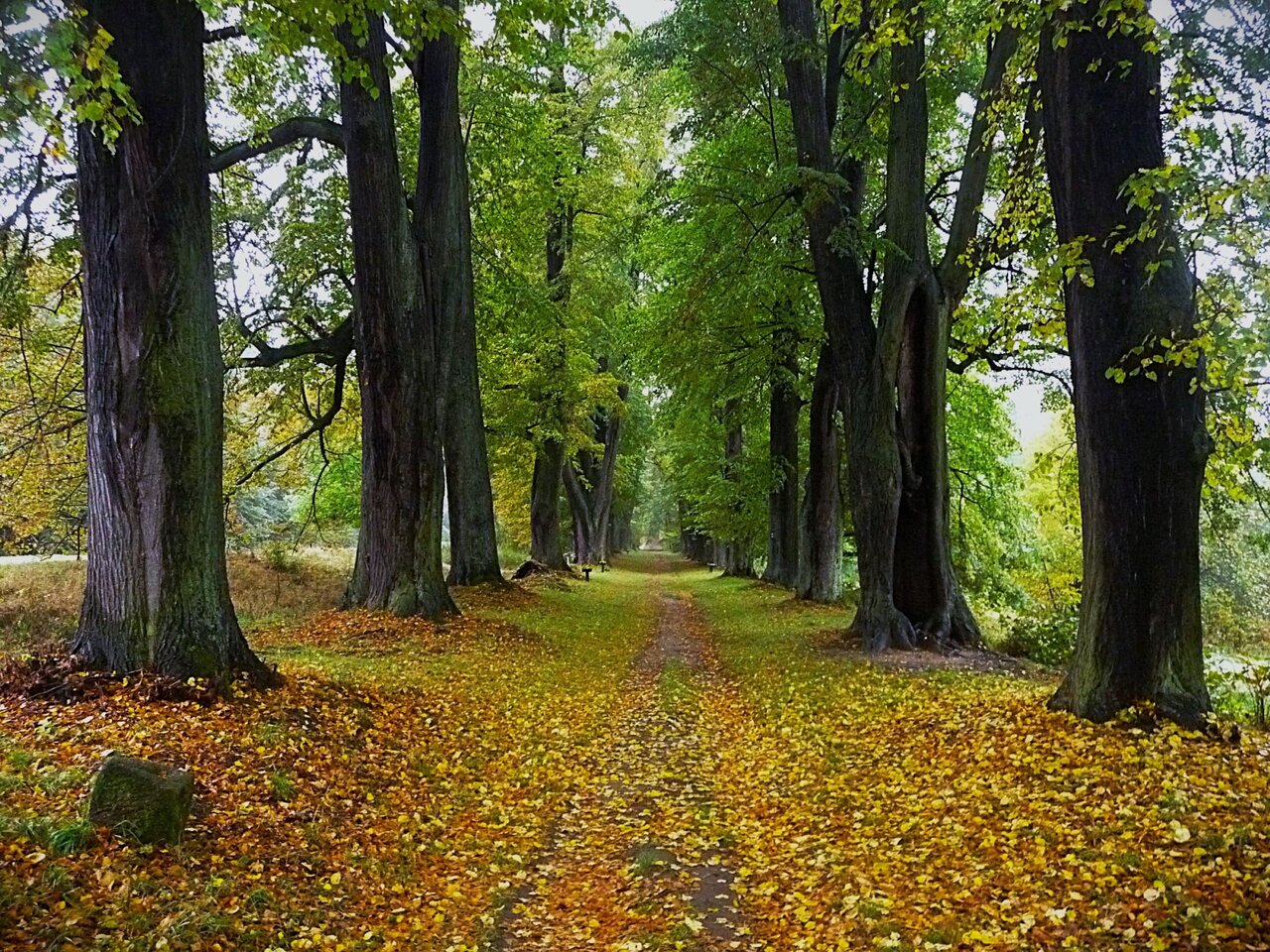 Celorepublikovým vítězem se stala Lemberská lipová alej v Jablonném v Podještědí. | © Jana Kučerová