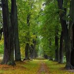 Celorepublikovým vítězem se stala Lemberská lipová alej v Jablonném v Podještědí. | © Jana Kučerová