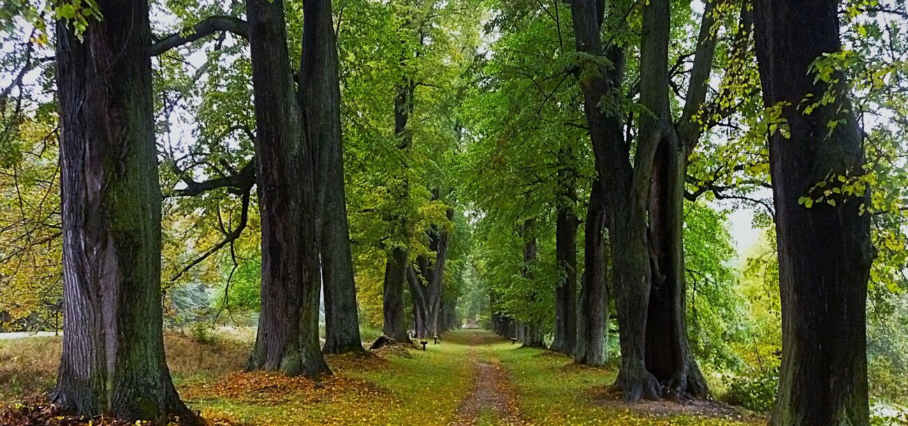 Celorepublikovým vítězem se stala Lemberská lipová alej v Jablonném v Podještědí. | © Jana Kučerová
