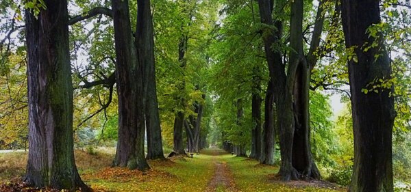 Celorepublikovým vítězem se stala Lemberská lipová alej v Jablonném v Podještědí. | © Jana Kučerová