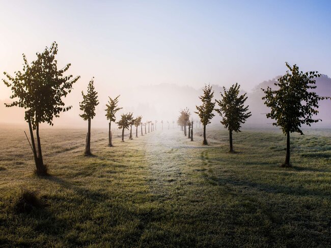 Druhé místo ve fotosoutěži získala Jílovická alej v Královéhradeckém kraji. | © Pavel Kovanda