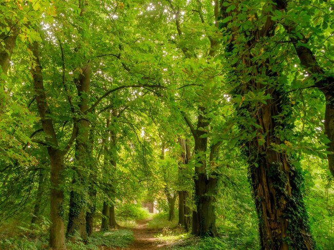 Smíšená alej u Schořova ve Středočeském kraji se ve fotosoutěži umístila na třetím místě.   | © Leontýna Fejtková