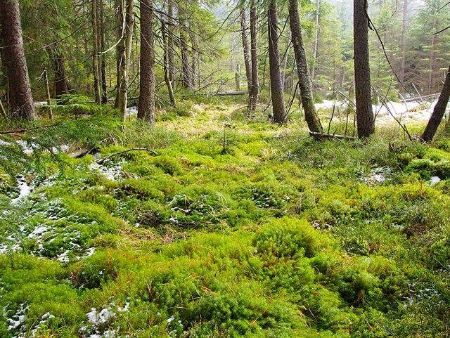 Naučná stezka Kladské rašeliny, kterou spravuje Správa Chráněné krajinné oblasti Slavkovský les je vítězem kategorie Geologické lokality.