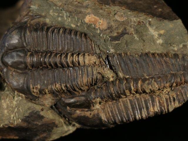 V paleontologické expozici jsou vystaveni trilobiti.