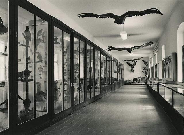 Přístupný zoologický depozitář v prvním poschodí ze 70. let 20. století. 