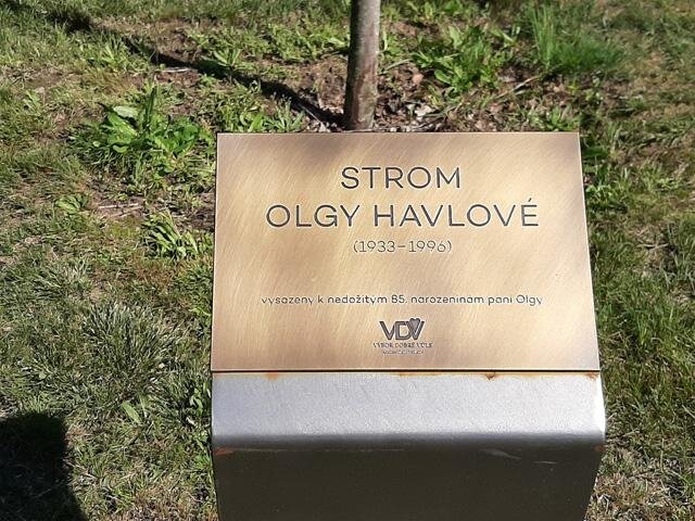 Strom byl vysazen k příležitosti nedožitých 85. narozenin Olgy Havlové.