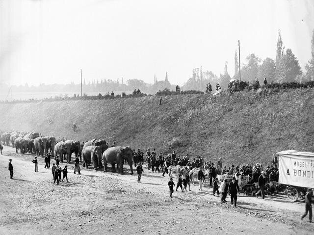 Fotografie z výstavy – zástup slonů