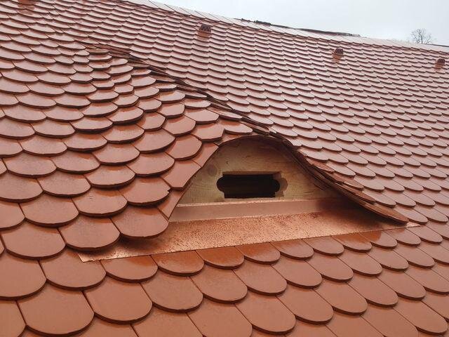 Detail volského oka