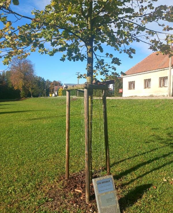 Strom svobody zasazený na hřišti v Hůrkách v roce 2018
