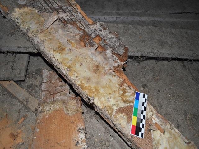 Mycelium Serpula u schodiště nad chodbou