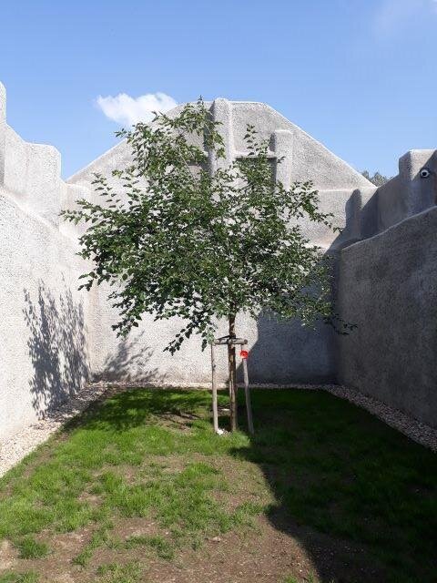 Vysazený morušovník symbolizuje, že život jde dál, že to všechno, co Mašínovi udělali, nepřišlo vniveč.