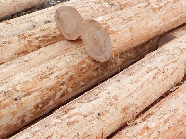 Těžba proběhla v polovině letošního ledna a poté byl materiál převezen do Litoměřic.
