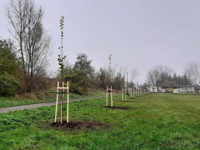 Stromořadí v Nymburce