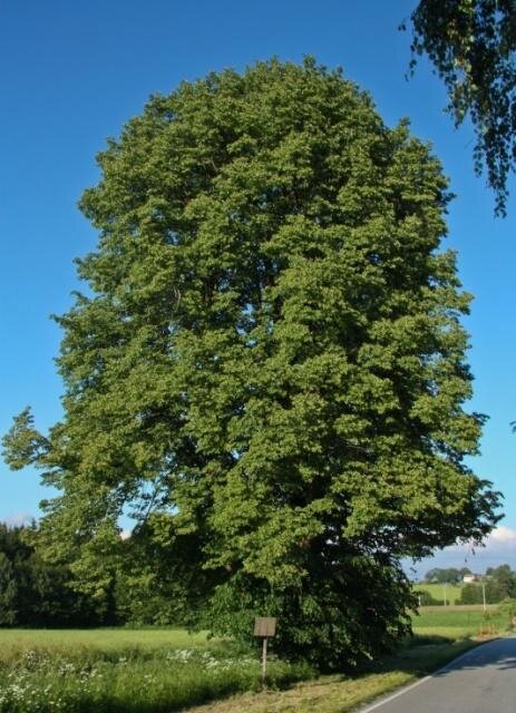 Jilem - památná lípa