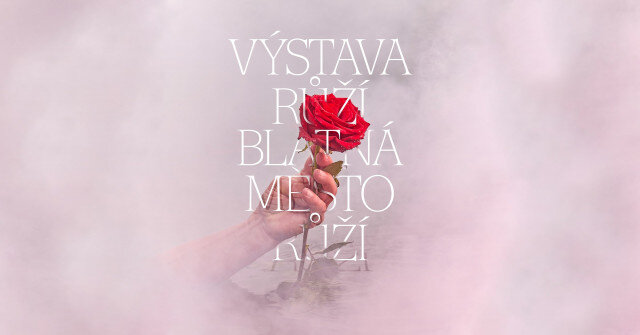 Blatná, město růží, se chystá na třetí ročník Výstavy růží.