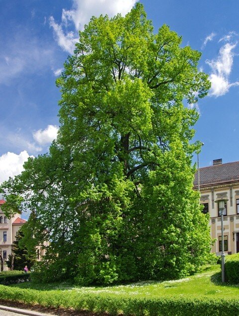 Strom svobody v Turnově byl zapsán jako památný strom (ilustrační foto).