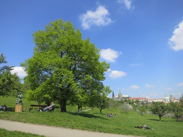 Ústřední lípa republiky na pražském Petříně byla vysazena 28. října 1968.