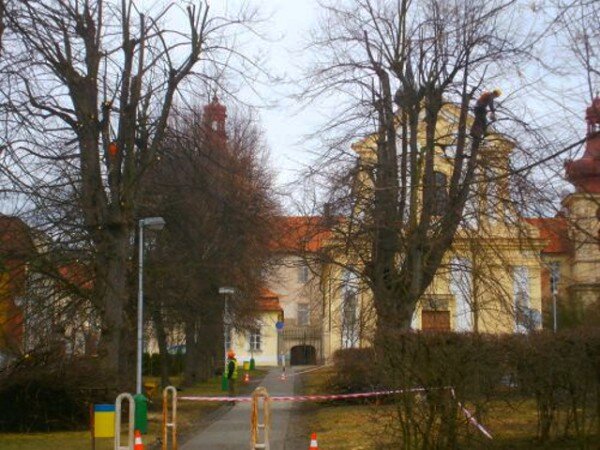 Práce stromolezců při ošetřování dřevin v zámeckém parku v Kosmonosích