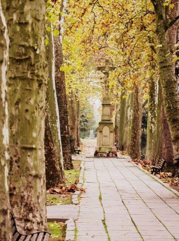 Hřbitovní alej v Hodoníně byla mezi finalisty v roce 2017.