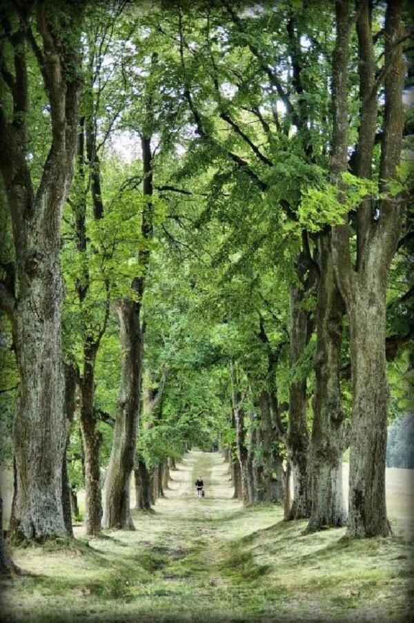 První místo v kategorii patronů o nejpůsobivější snímek získala v roce 2013 alej na Andělské hoře v Moravskoslezském kraji. 